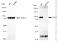 KD-Validated Anti-AGO3 Rabbit Monoclonal Antibody